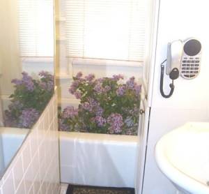 Lilacs in the Bathtub
