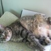 Tabby cat laying on her back