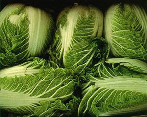 Chinese Cabbage