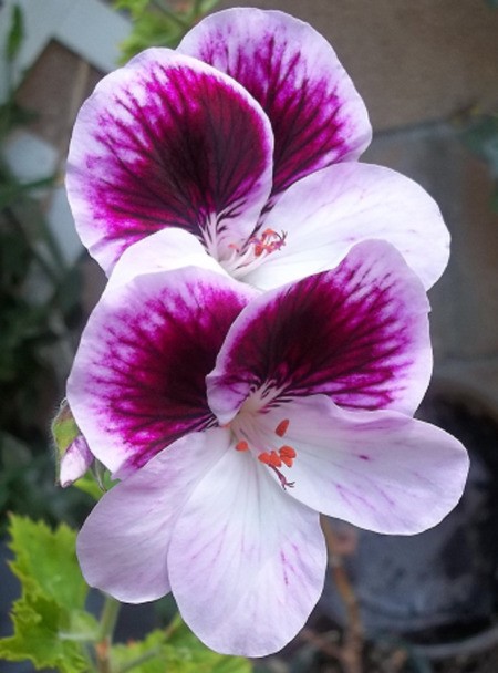 A purple and white flower in the Path Garden