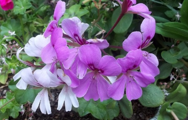 Purple flowers in the Path Garden (Moorpark, CA)