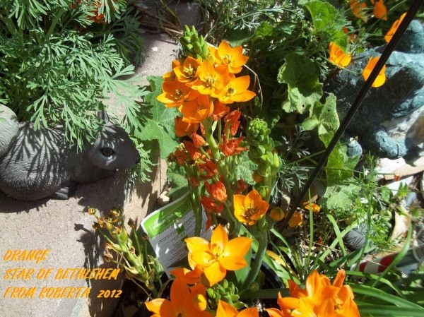 Orange yellow flowers in the Path Garden