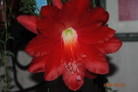 Blooming Houseplant