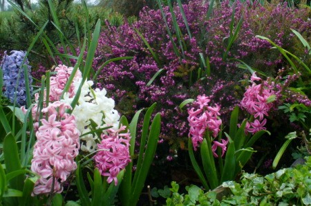 Flowers growing in the UK