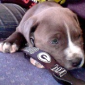 gray dog with white feet and nose