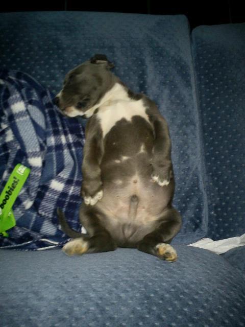 Sleeping puppy belly.