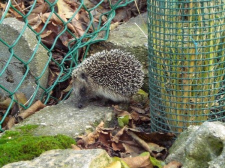 Hedgehog