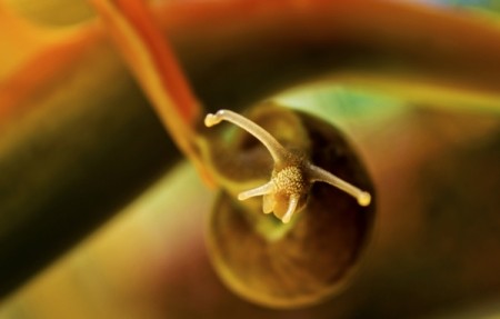 Curious Snail (Rancho Santa Margarita, California)