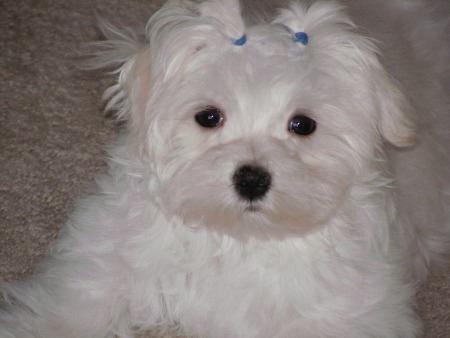 Sophie (Maltese)