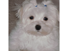 Sophie (Maltese)