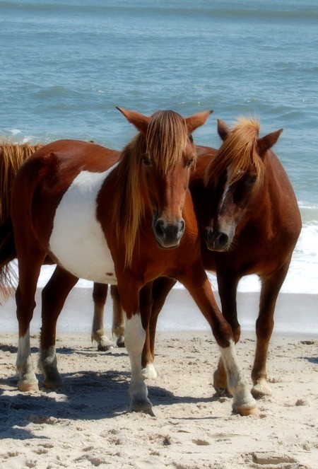 Wild Ponies on Beach