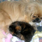 Harley (Peekapoo) and Maggie (Torty) sleeping together