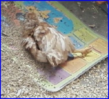 A chicken sun bathing.