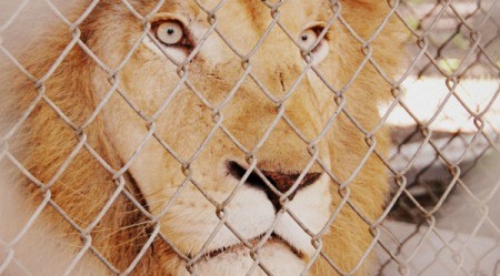 White African Lion in Texas