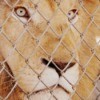 White African Lion in Texas