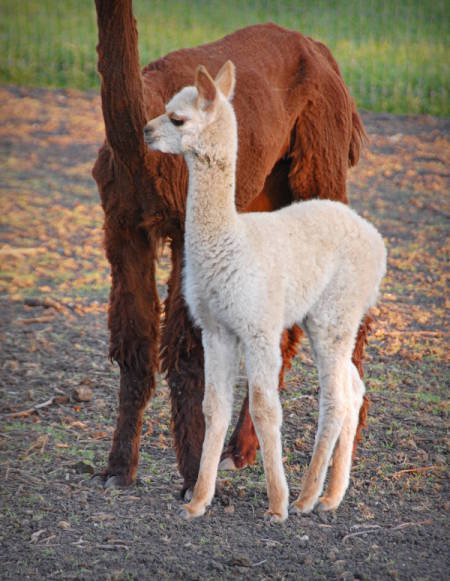 Esteban the baby alpaca with his mother