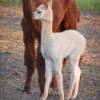 Esteban the baby alpaca with his mother