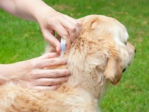 Dog getting a flea treatment.