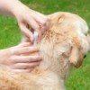 Dog getting a flea treatment.