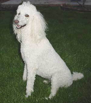 Poodle 1