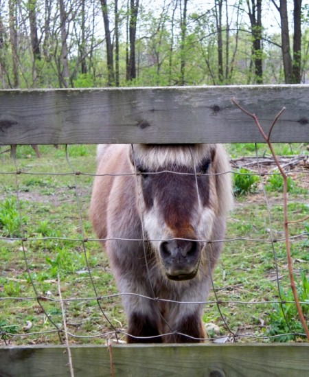 Photo of a pony.