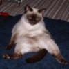 Sterling (Siamese Cat)