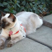 Sarabi (Siamese Cat)