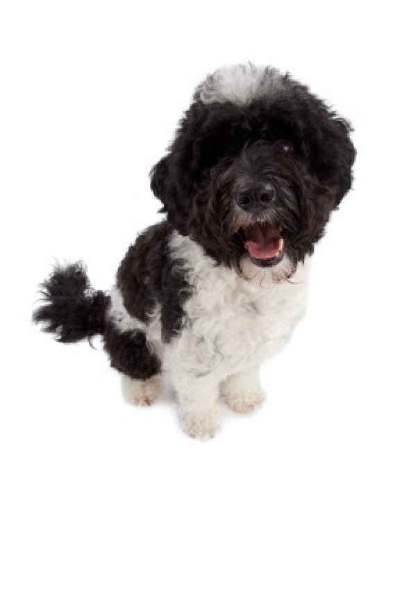 Portuguese Water Dog Breed Information and Photos ThriftyFun