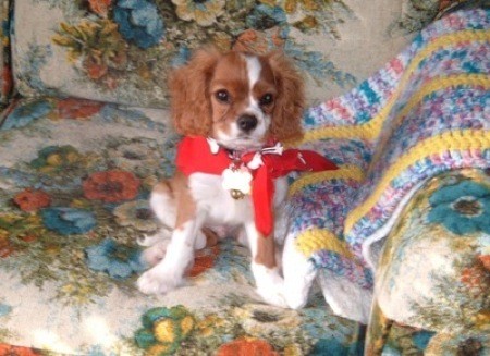 Mickey (Cavalier King Charles Spaniel)