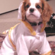 Elly (Cavalier King Charles Spaniel)