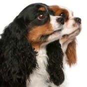 Cavalier King Charles Spaniel Breed Information and Photos