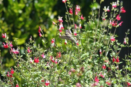 hummingbird in English garden