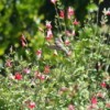 hummingbird in English garden