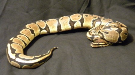 Tan, white, and black snake.