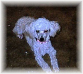 A white toy poodle lying on the carpet.