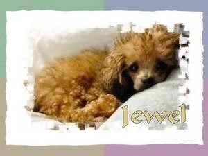 Jewel (Teacup Poodle)