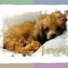 Jewel (Teacup Poodle)