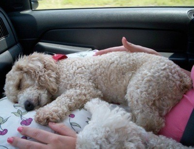 A toy poodle asleep in the back of a car.