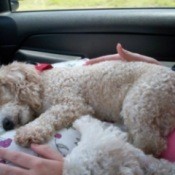 A toy poodle asleep in the back of a car.