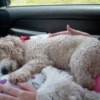 A toy poodle asleep in the back of a car.