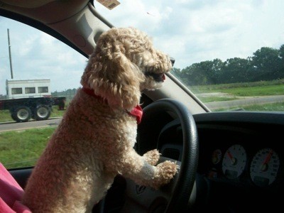 Harley (Toy Poodle)