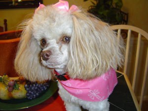 A white toy poodle with pink bows and a pink kerchief.