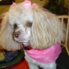 A white toy poodle with pink bows and a pink kerchief.