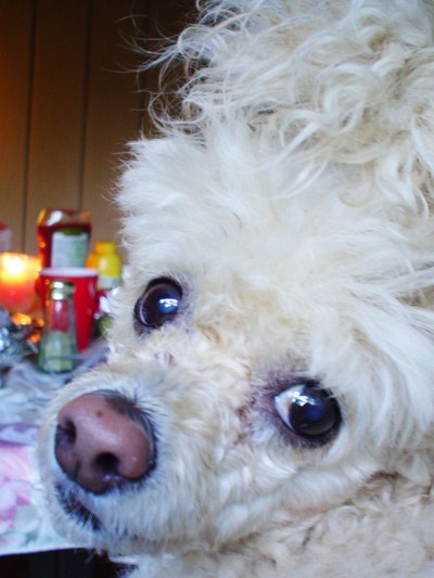 A white toy poodle very close to the camera.