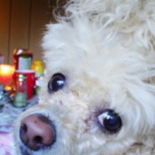 A white toy poodle very close to the camera.