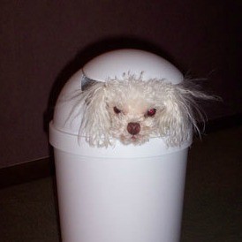 A toy poodle inside a garbage can.