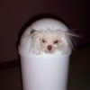A toy poodle inside a garbage can.