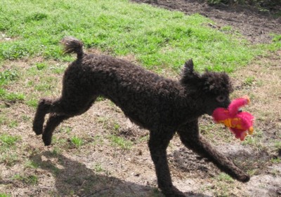 Pearl (Standard Poodle)