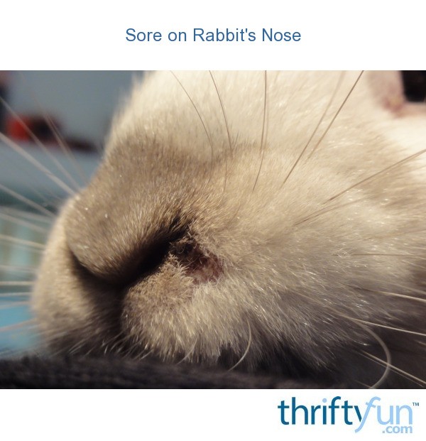 Sore on Rabbit's Nose? ThriftyFun