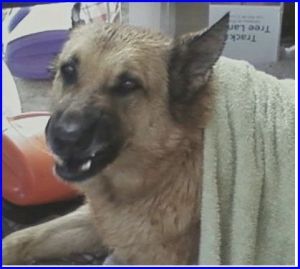 Dutchess, a German Shepard mix, after a bath